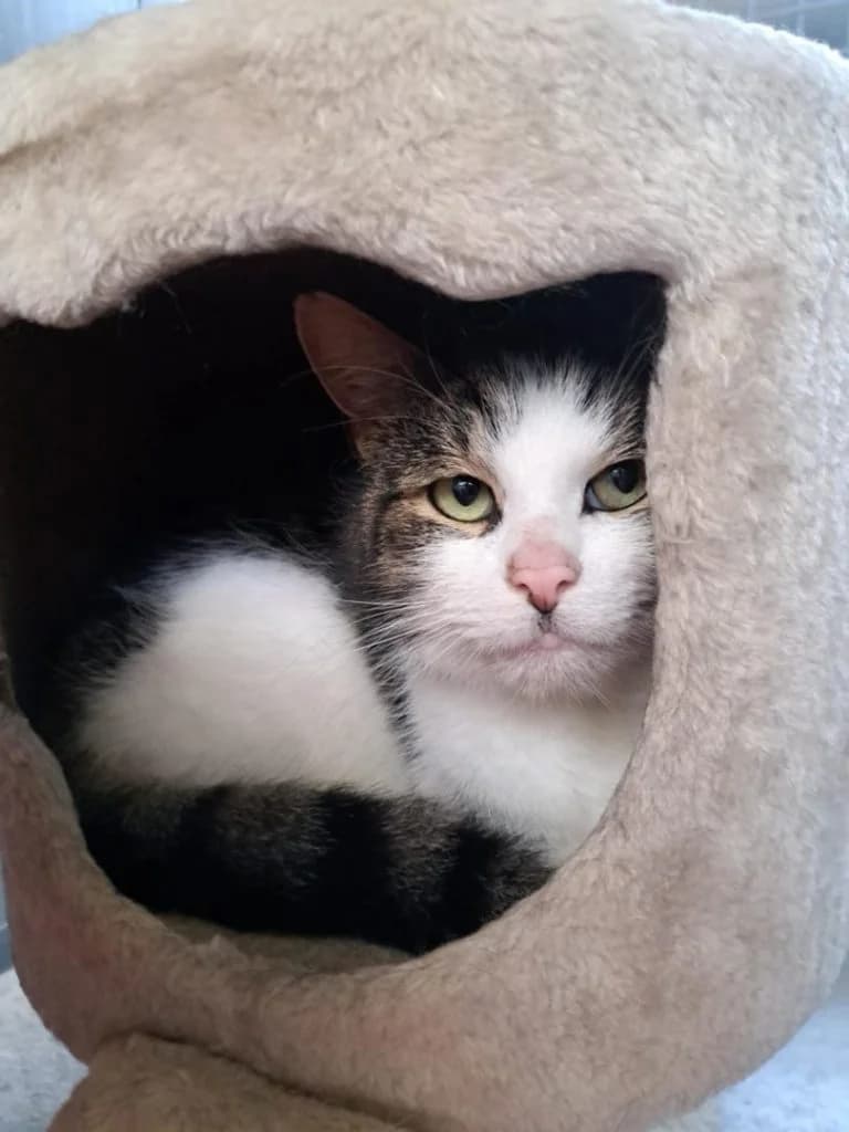 Flocky, wit-getijgerd male European Shorthair for adoption at Dierenasiel Sint-Hubertus, Aalst — photo 2 of 3