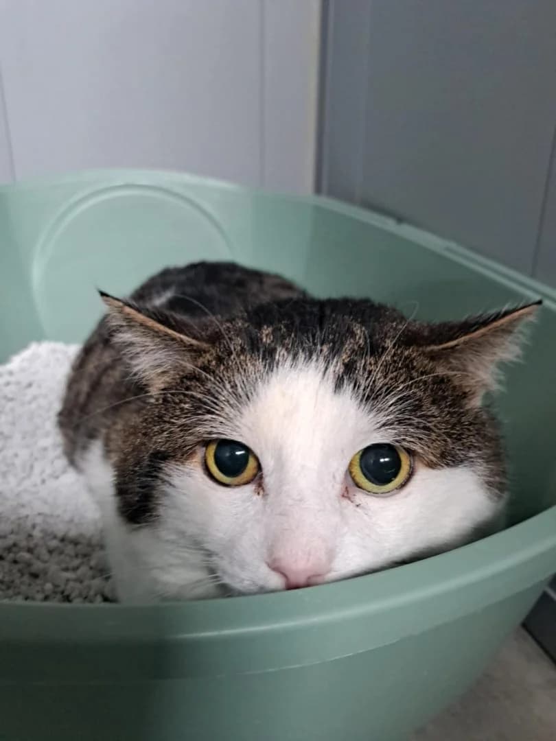 Knox, getijgerd-wit male young European Shorthair for adoption at Dierenasiel Sint-Hubertus, Aalst