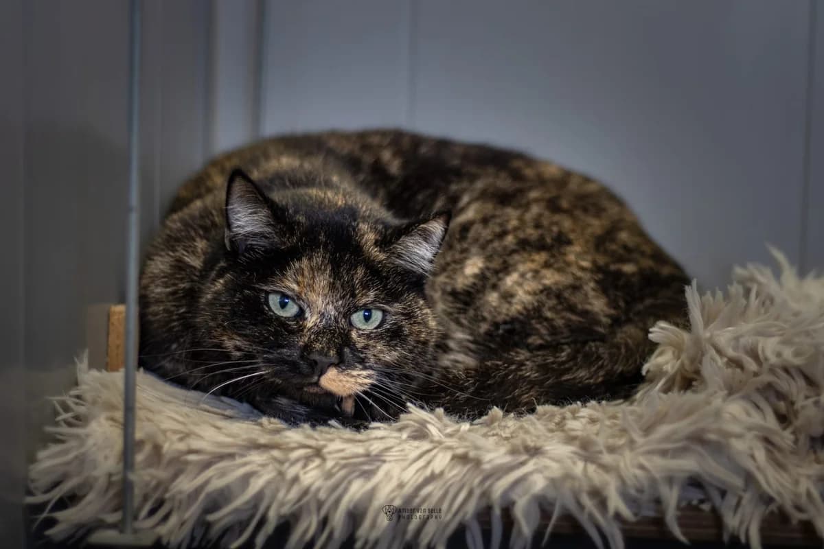 Mitsie, schildpad female European Shorthair for adoption at Dierenasiel Sint-Hubertus, Aalst