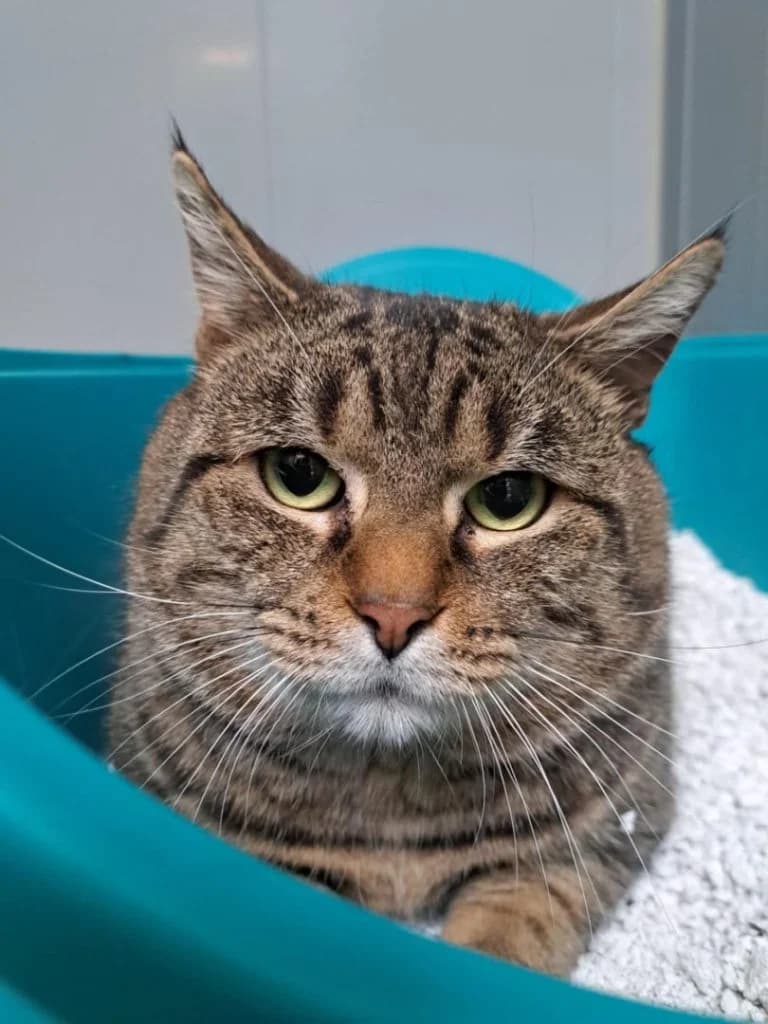 Pipo, getijgerd male European Shorthair for adoption at Dierenasiel Sint-Hubertus, Aalst — photo 2 of 3