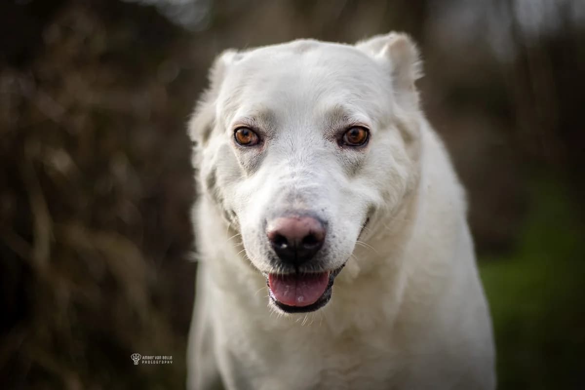 Bella, beige female 7yo mixed breed for adoption at Dierenasiel Sint-Hubertus, Aalst