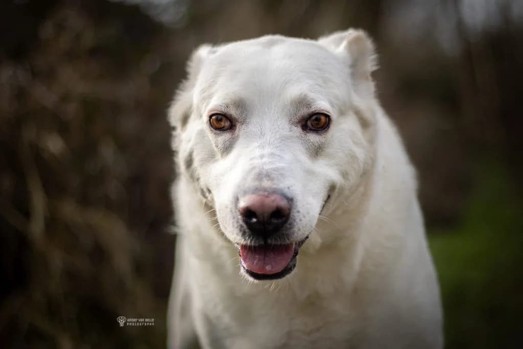 Bella, beige female mixed breed for adoption at Dierenasiel Sint-Hubertus, Aalst — photo 2 of 3