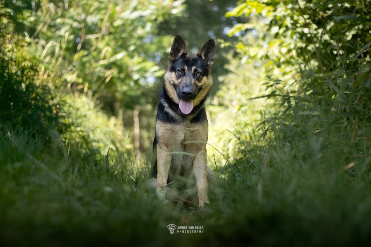 Max, Zwart-bruin male young mixed breed for adoption at Dierenasiel Sint-Hubertus, Aalst