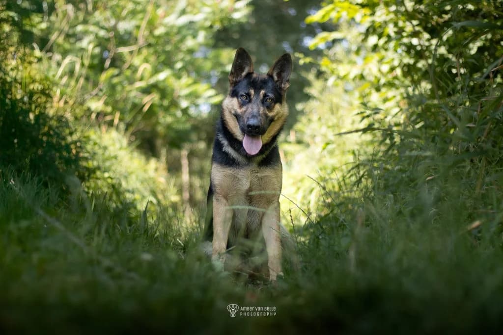 Max, Zwart-bruin male mixed breed for adoption at Dierenasiel Sint-Hubertus, Aalst — photo 2 of 3