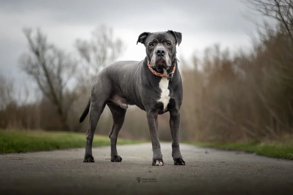 Nitro, Blauw-wit male mixed breed for adoption at Dierenasiel Sint-Hubertus, Aalst