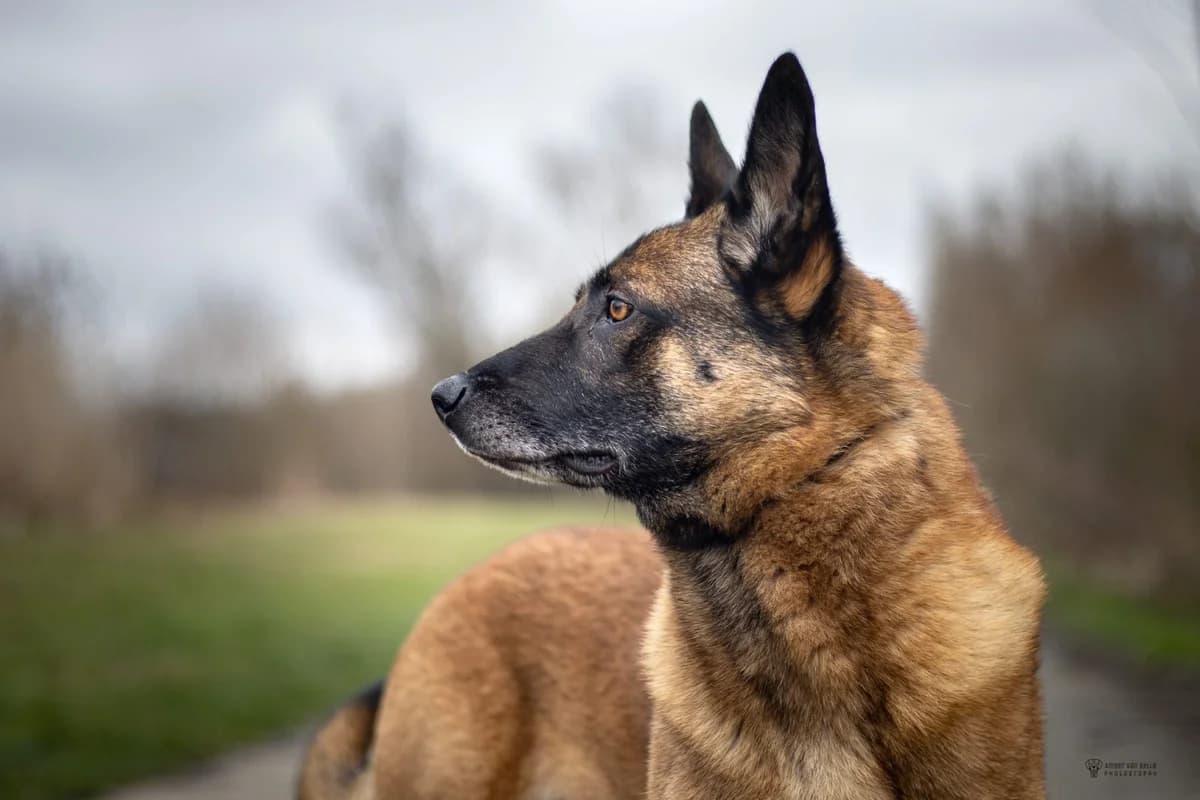 Jaxx, Geslacht  7yo mixed breed for adoption at Dierenasiel Sint-Hubertus, Aalst