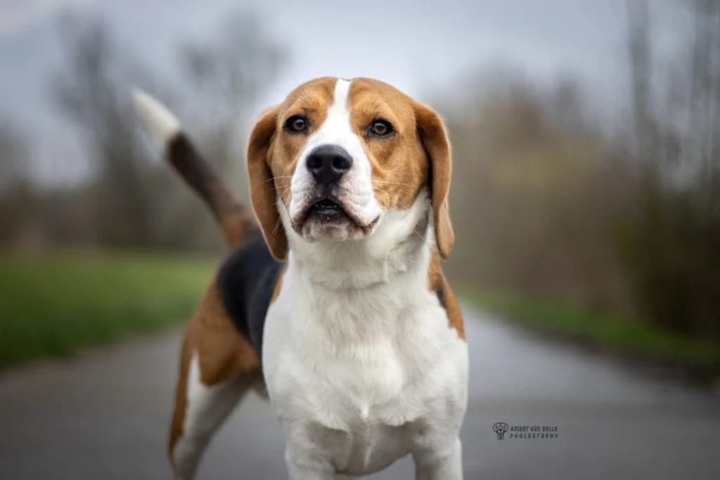 Vlek, Tricolor male Beagle for adoption at Dierenasiel Sint-Hubertus, Aalst — photo 2 of 3