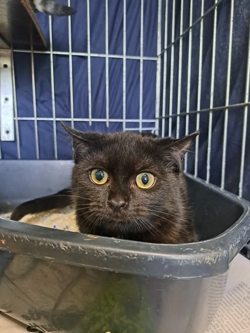 Ananas, zwart male European Shorthair for adoption at Dierenasiel Sint-Hubertus, Aalst