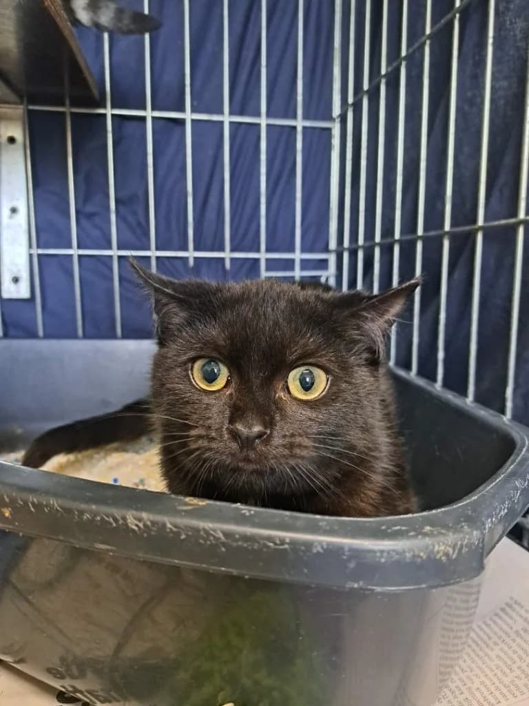 Ananas, zwart male European Shorthair for adoption at Dierenasiel Sint-Hubertus, Aalst — photo 2 of 3