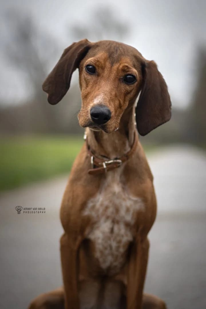Phoebe, Bruin female puppy mixed breed for adoption at Dierenasiel Sint-Hubertus, Aalst