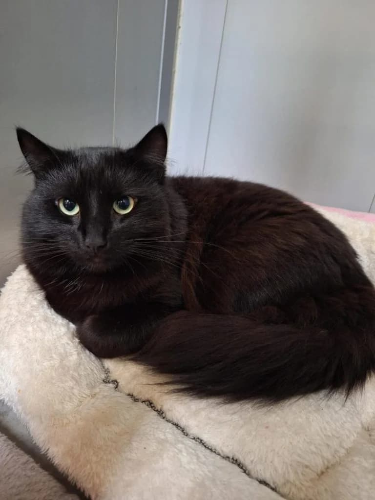Mainty, Zwart langharig male European Shorthair for adoption at Dierenasiel Sint-Hubertus, Aalst — photo 2 of 3