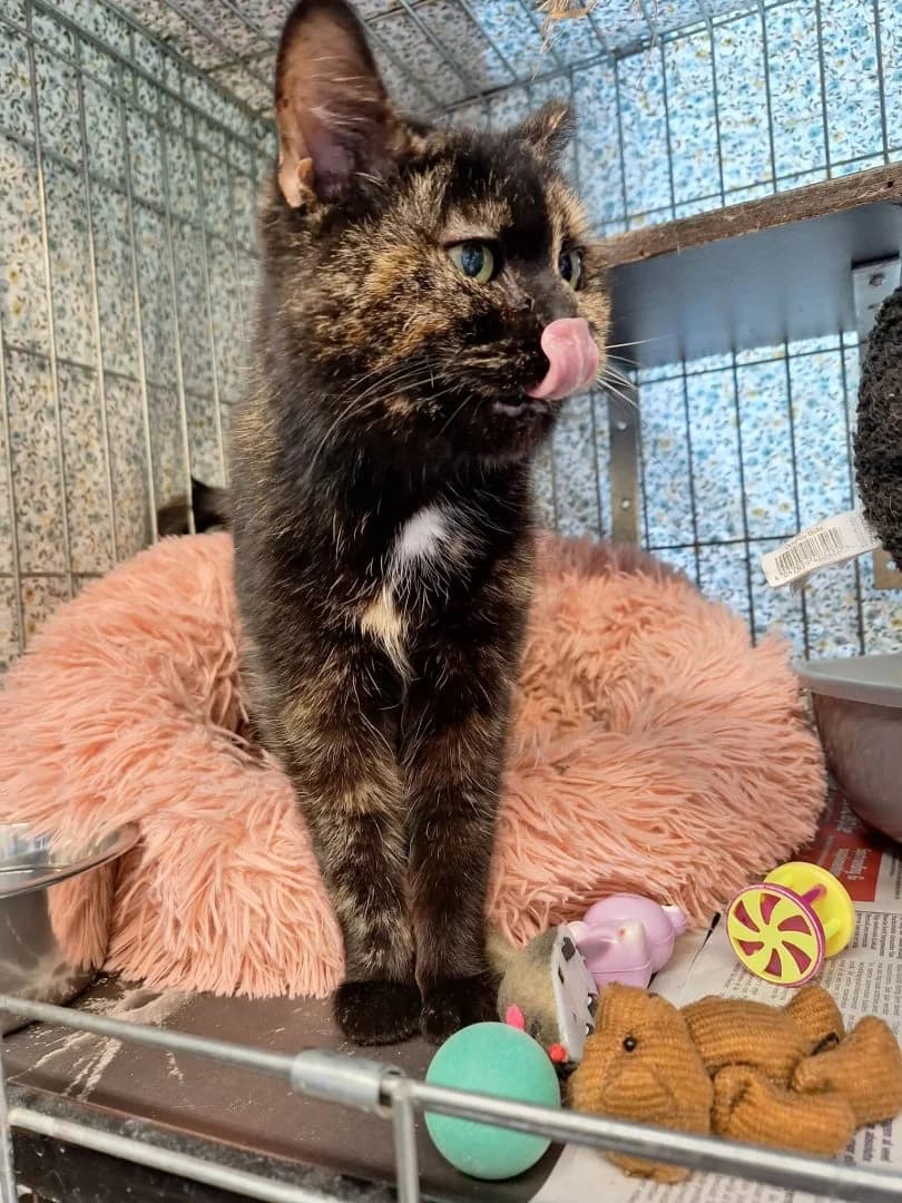 Choco, schildpad female European Shorthair for adoption at Dierenasiel Sint-Hubertus, Aalst