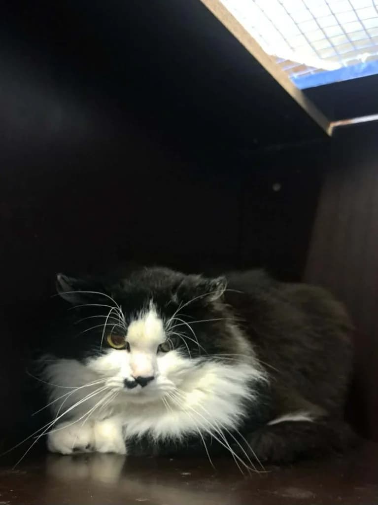 Rexie, zwart-wit langharig male European Shorthair for adoption at Dierenasiel Sint-Hubertus, Aalst — photo 2 of 3