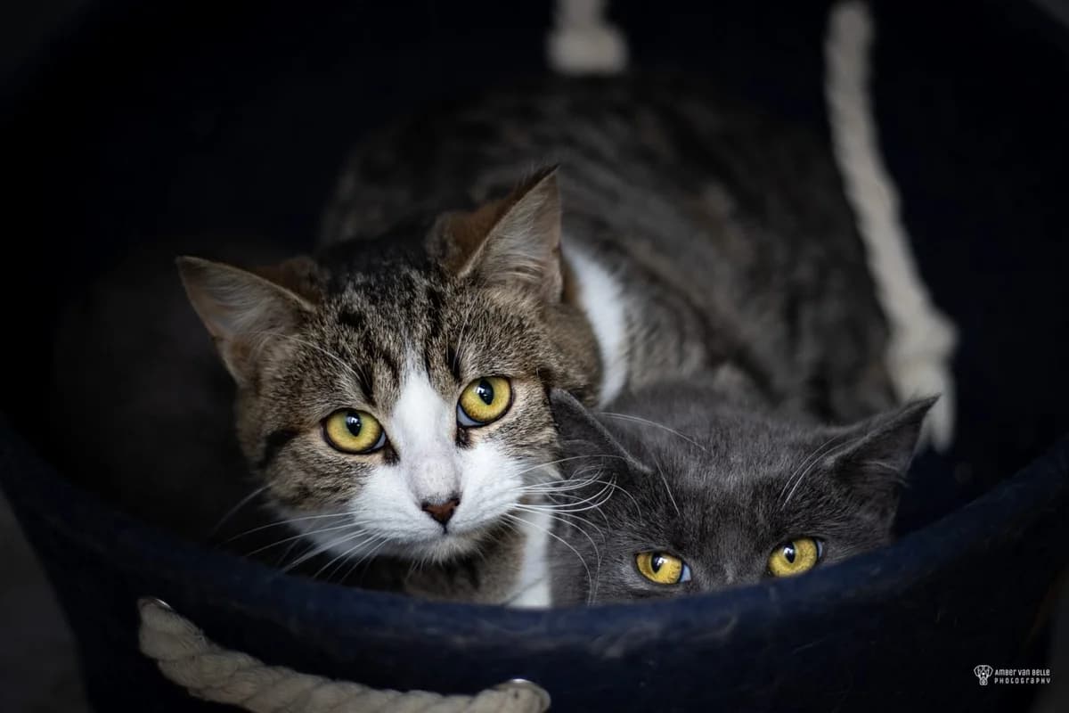 Romee, Blauw-wit female European Shorthair for adoption at Dierenasiel Sint-Hubertus, Aalst