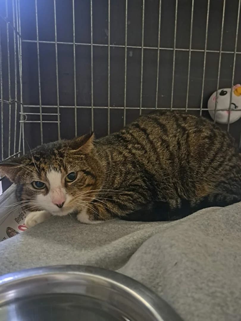 Filou, Getijgerd-wit male young European Shorthair for adoption at Dierenasiel Sint-Hubertus, Aalst