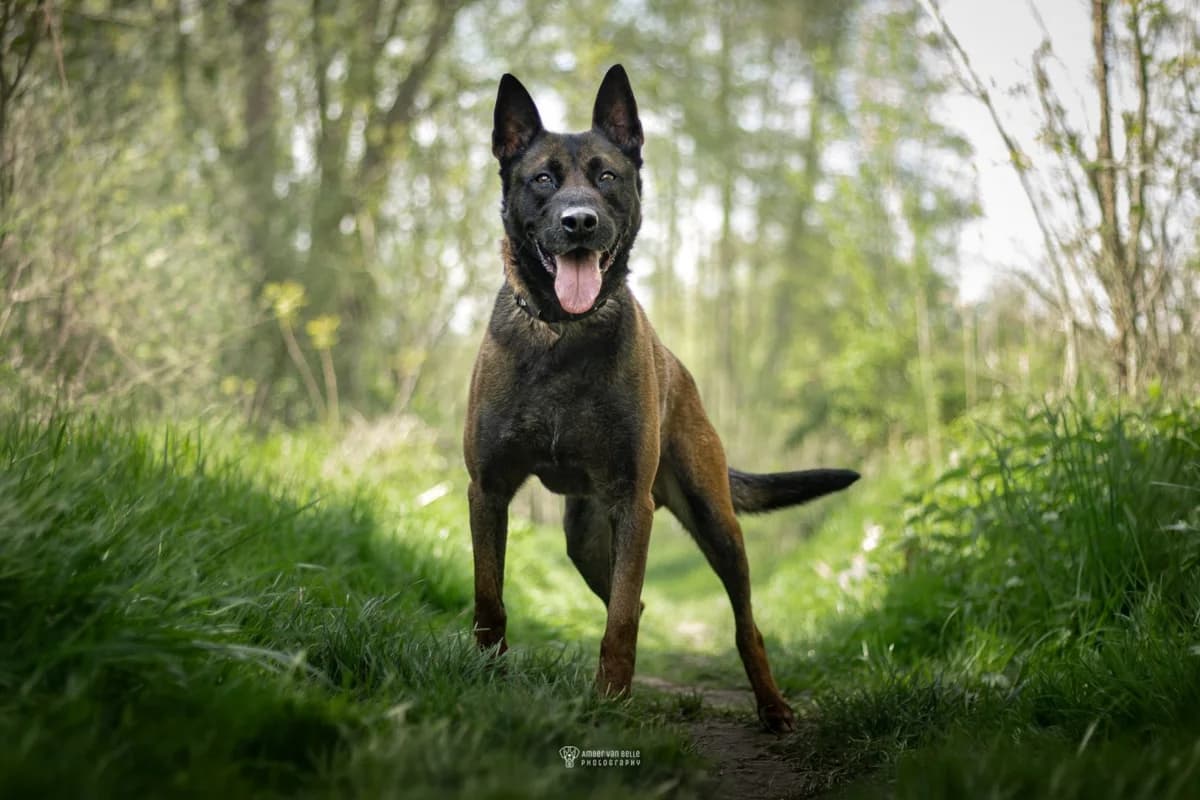 Leeth, Bruin-zwart male 6yo mixed breed for adoption at Dierenasiel Sint-Hubertus, Aalst