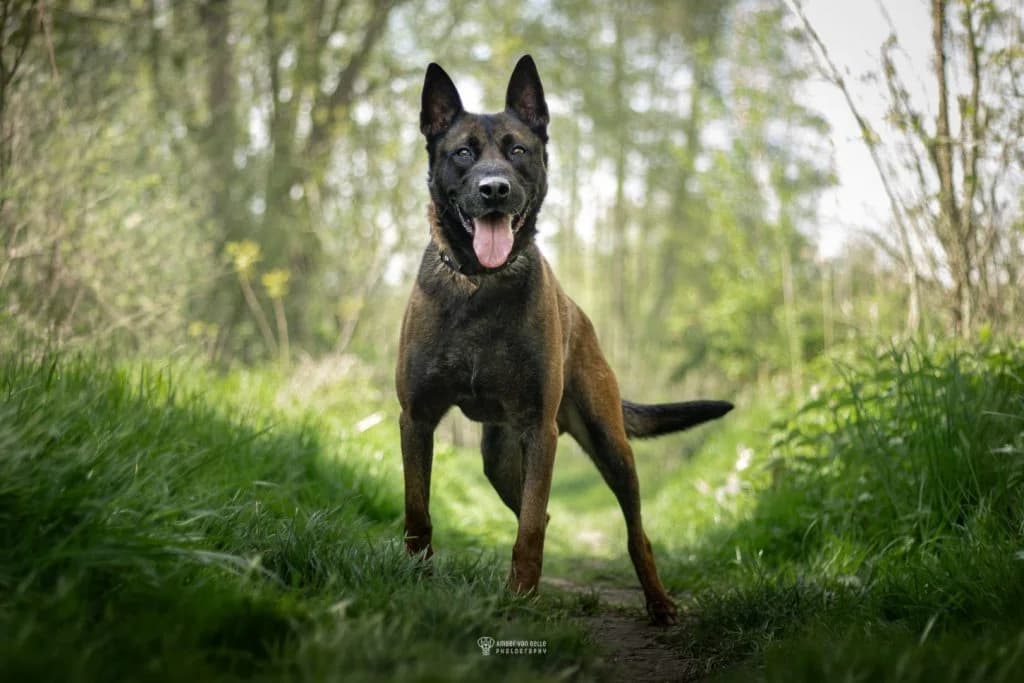 Leeth, Bruin-zwart male mixed breed for adoption at Dierenasiel Sint-Hubertus, Aalst — photo 2 of 3