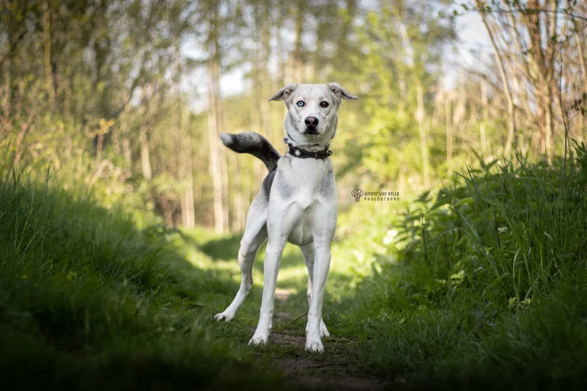 Kira, tricolor female young Husky for adoption at Dierenasiel Sint-Hubertus, Aalst