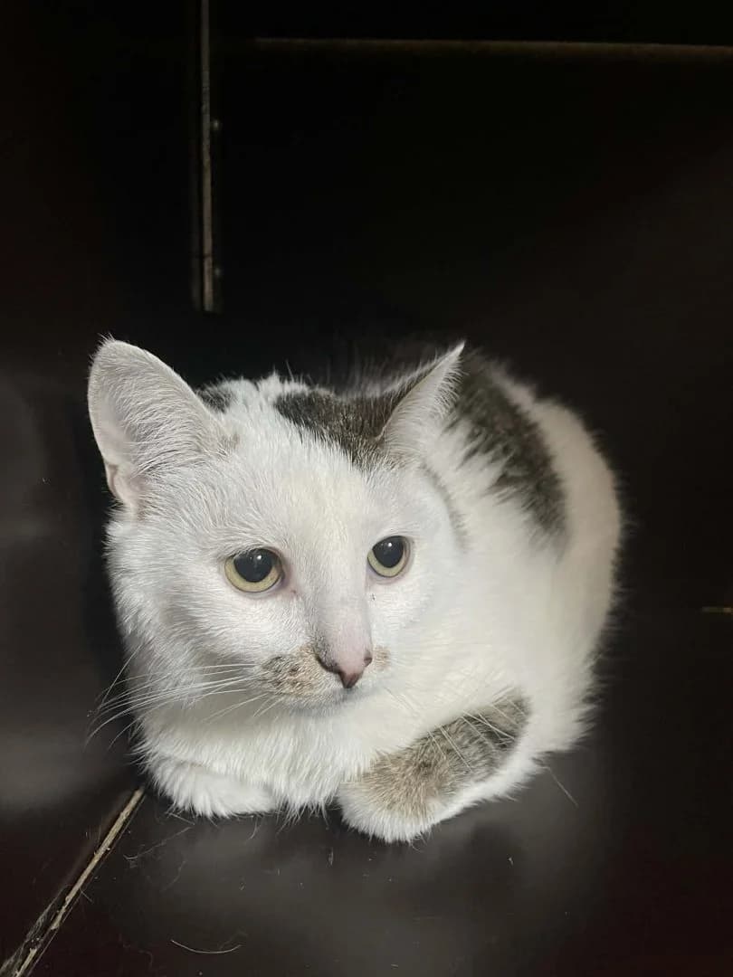 Fleur, Wit-getijgerd female European Shorthair for adoption at Dierenasiel Sint-Hubertus, Aalst