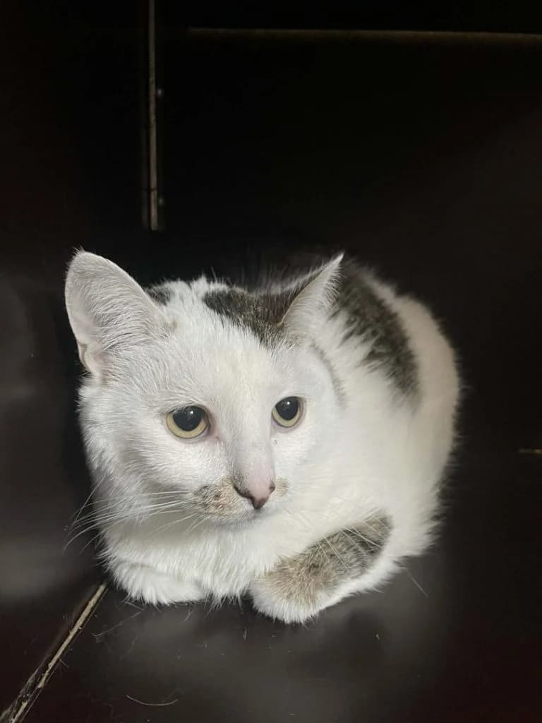 Fleur, Wit-getijgerd female European Shorthair for adoption at Dierenasiel Sint-Hubertus, Aalst — photo 2 of 3