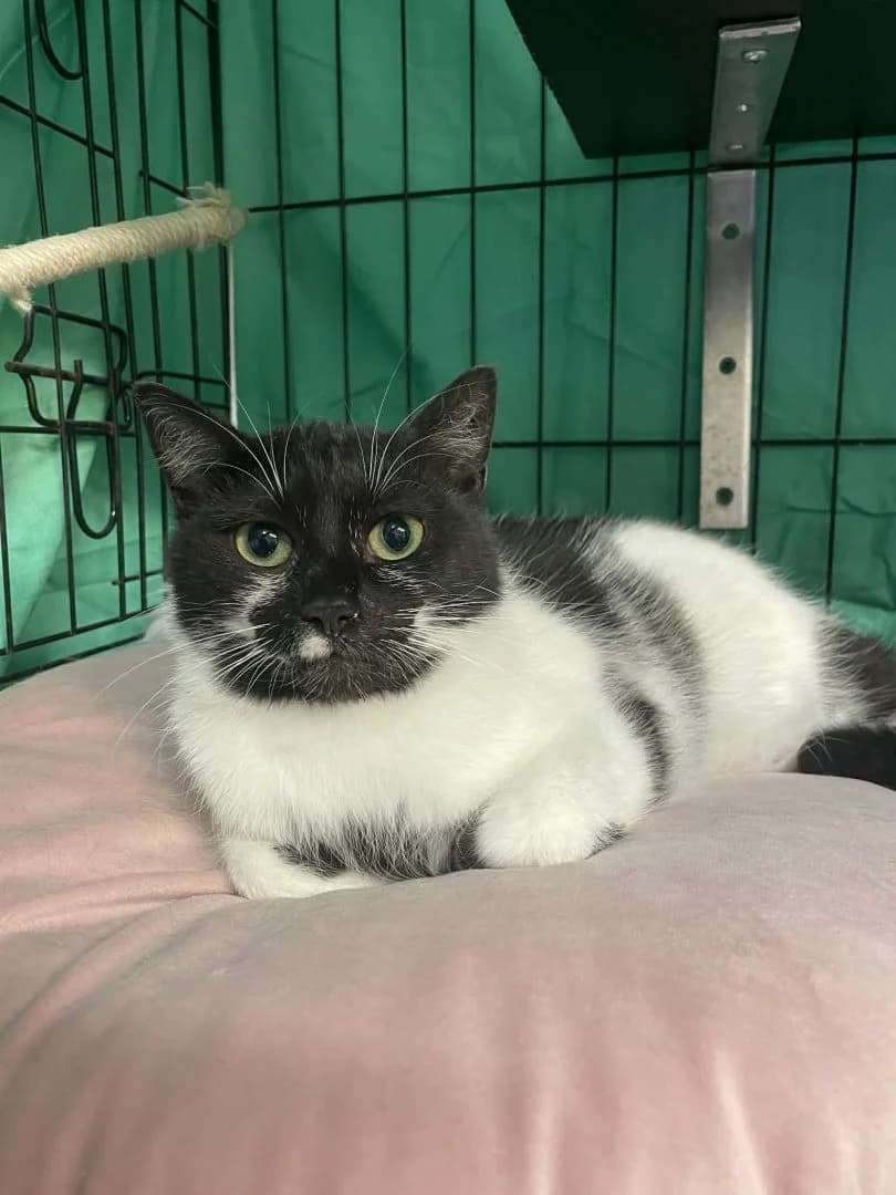 Furie, zwart-wit female European Shorthair for adoption at Dierenasiel Sint-Hubertus, Aalst