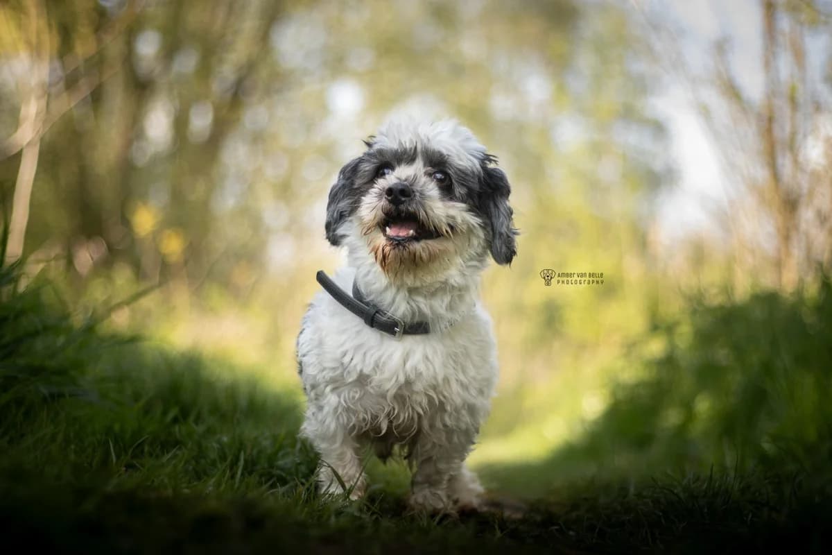 Chewie, zwart-wit male 4yo Shih Tzu for adoption at Dierenasiel Sint-Hubertus, Aalst