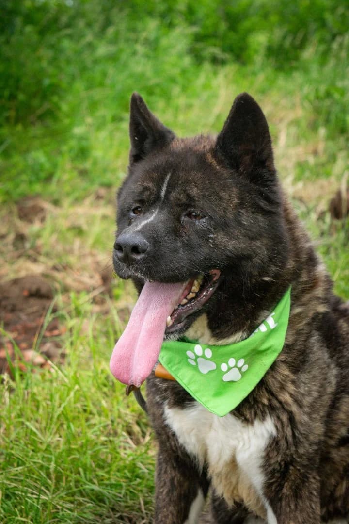 Kai, Zwart-wit male 3yo Akita for adoption at Dierenasiel Sint-Hubertus, Aalst
