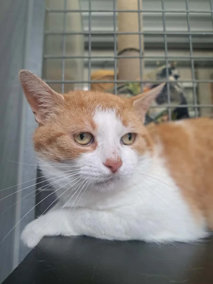 Mauris, vos-wit male senior European Shorthair for adoption at Dierenasiel Sint-Hubertus, Aalst