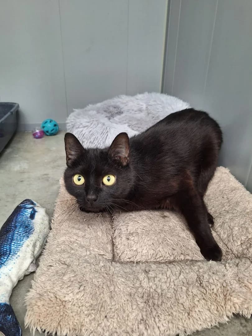 Tooty, Zwart female young European Shorthair for adoption at Dierenasiel Sint-Hubertus, Aalst
