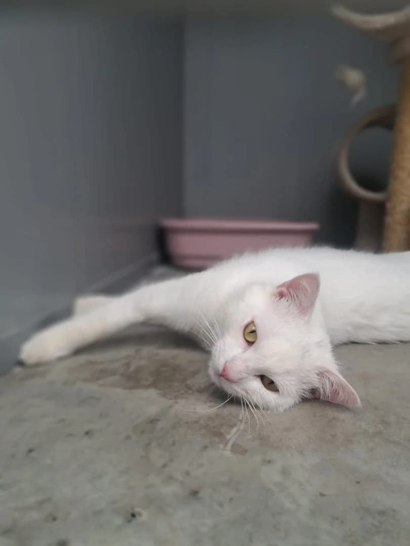 Accidentje, wit male young European Shorthair for adoption at Dierenasiel Sint-Hubertus, Aalst