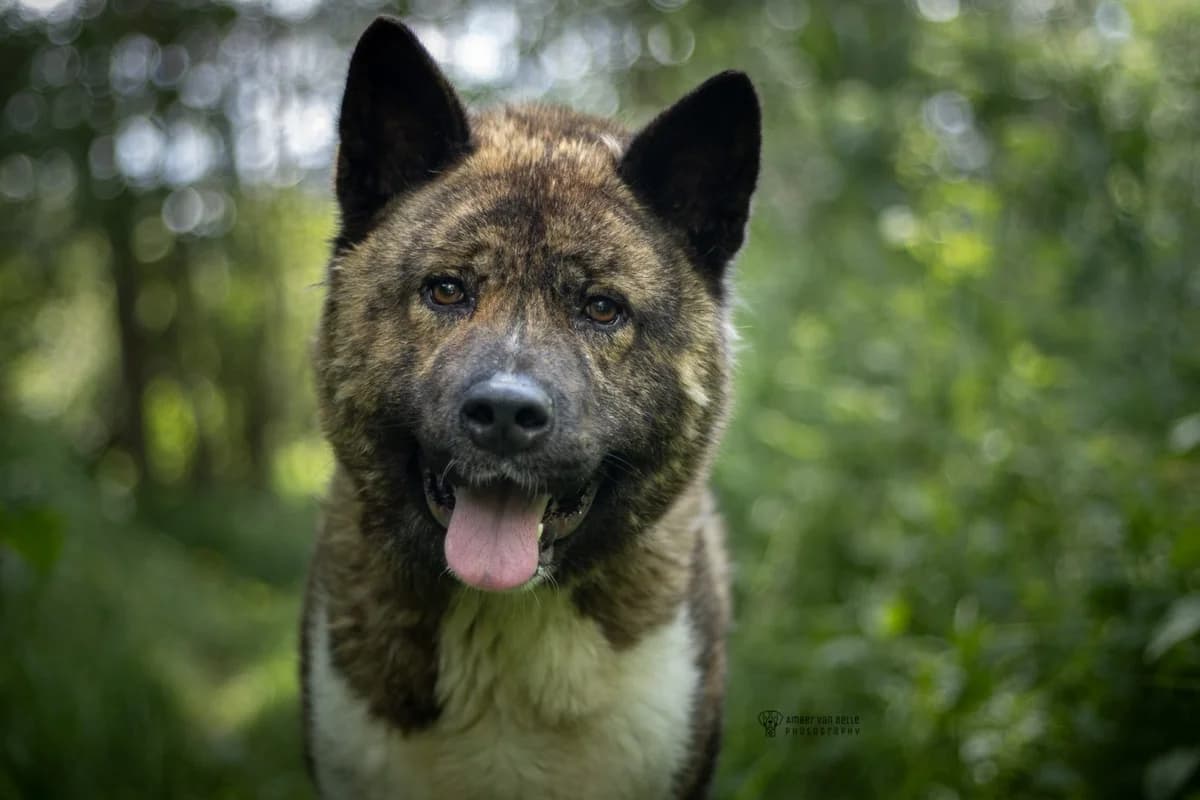 Aiko, Bruin-wit male young Akita for adoption at Dierenasiel Sint-Hubertus, Aalst