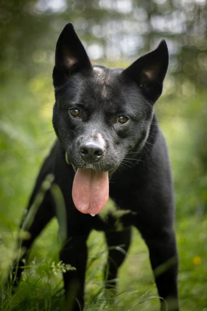Bear, Zwart male young mixed breed for adoption at Dierenasiel Sint-Hubertus, Aalst