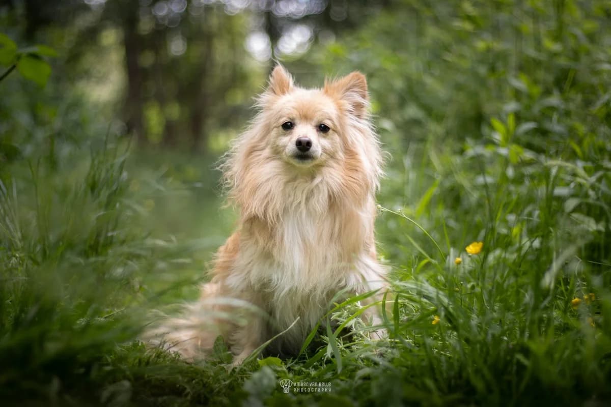 Aiko, Beige male 7yo Keeshond for adoption at Dierenasiel Sint-Hubertus, Aalst