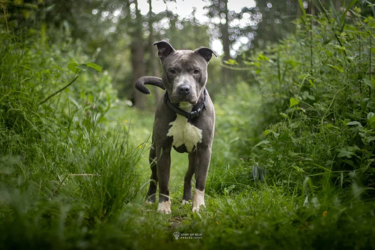 Anton,  (Dierenasiel Sint-Hubertus)