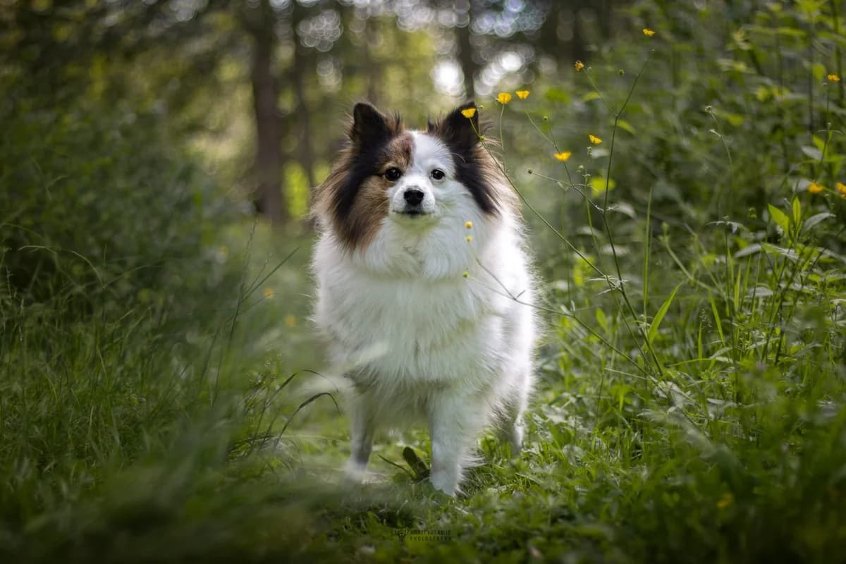 Luna, wit-bruin female 7yo Keeshond for adoption at Dierenasiel Sint-Hubertus, Aalst