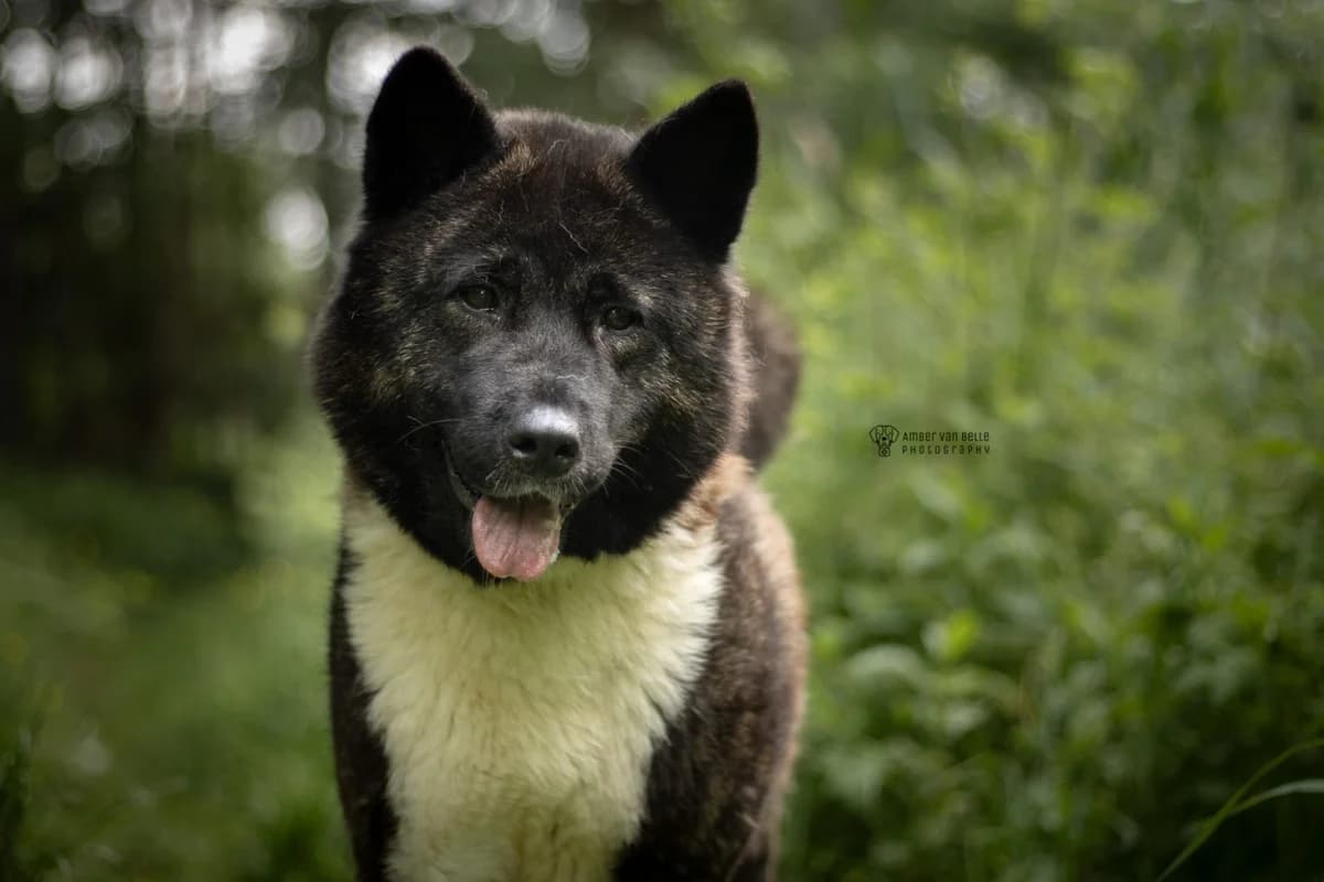 Aiki, zwart-wit female 3yo Akita for adoption at Dierenasiel Sint-Hubertus, Aalst