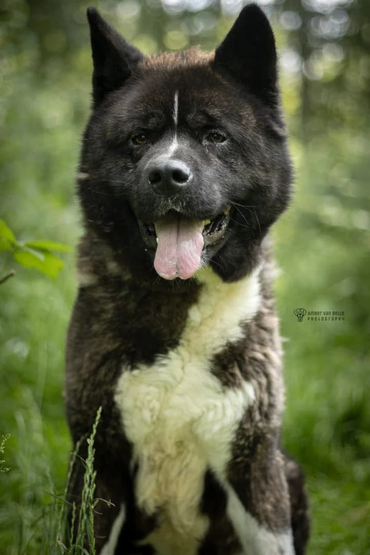 Kai, Zwart-wit male 3yo Akita for adoption at Dierenasiel Sint-Hubertus, Aalst