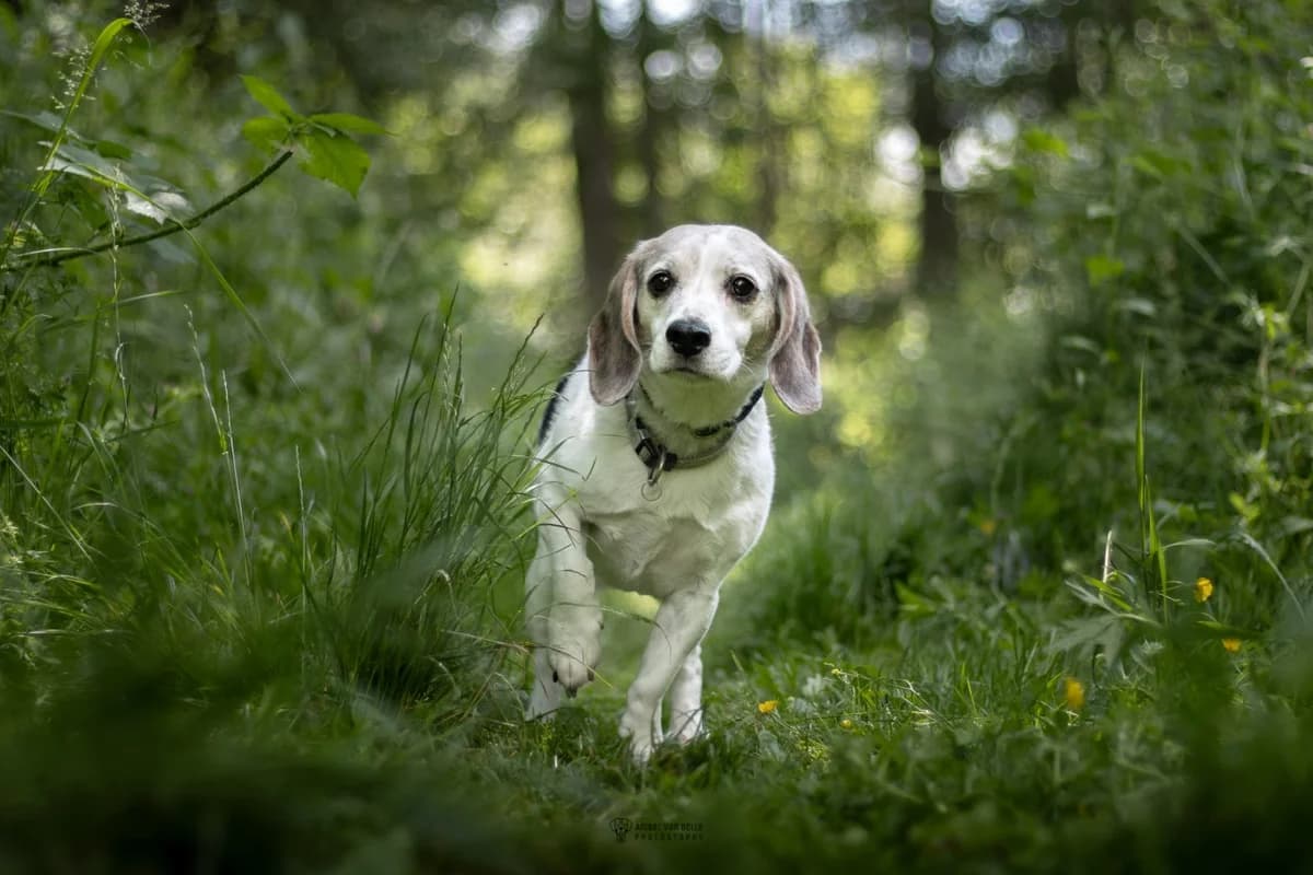 Pipa, tricolor female senior Beagle for adoption at Dierenasiel Sint-Hubertus, Aalst