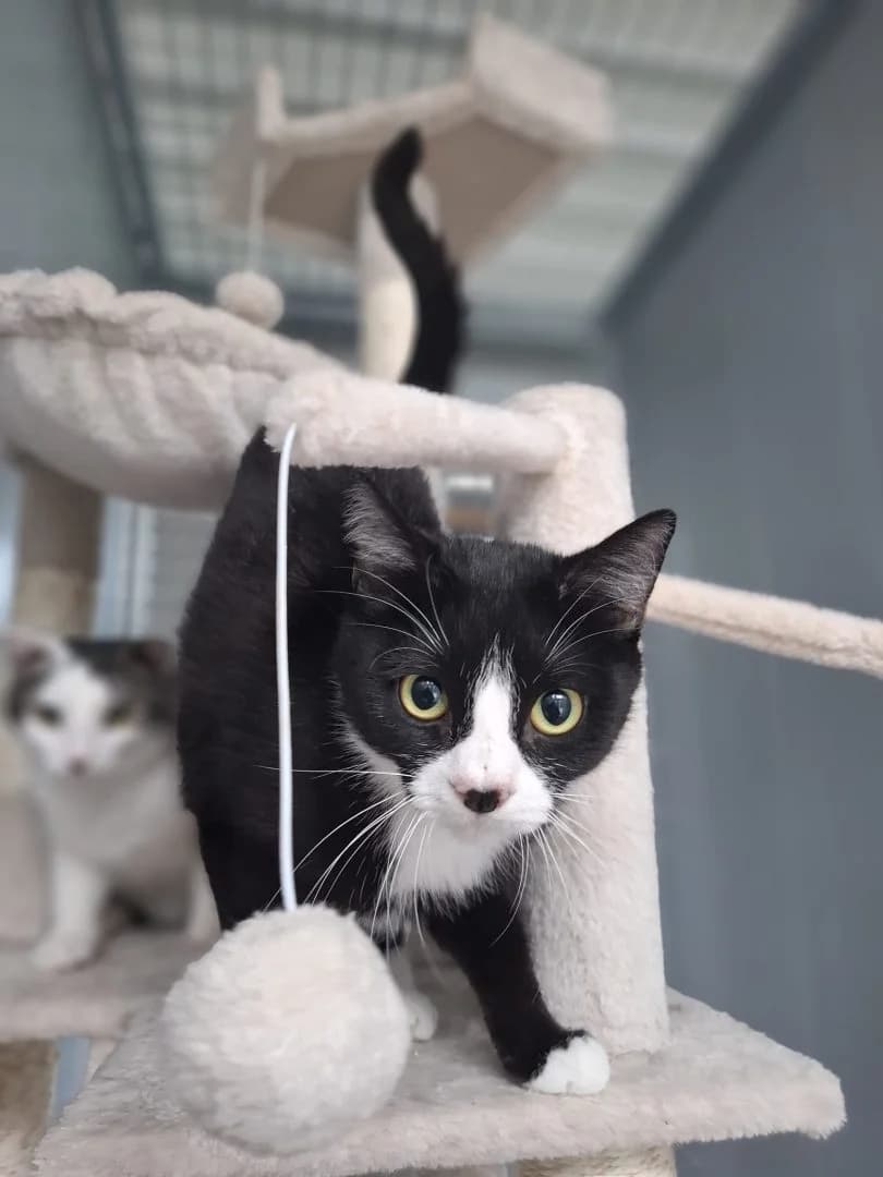 Zaza, Zwart-wit female young European Shorthair for adoption at Dierenasiel Sint-Hubertus, Aalst