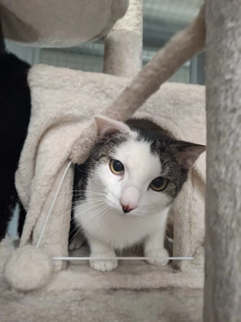 Petit-chat, getijgerd-wit male puppy European Shorthair for adoption at Dierenasiel Sint-Hubertus, Aalst