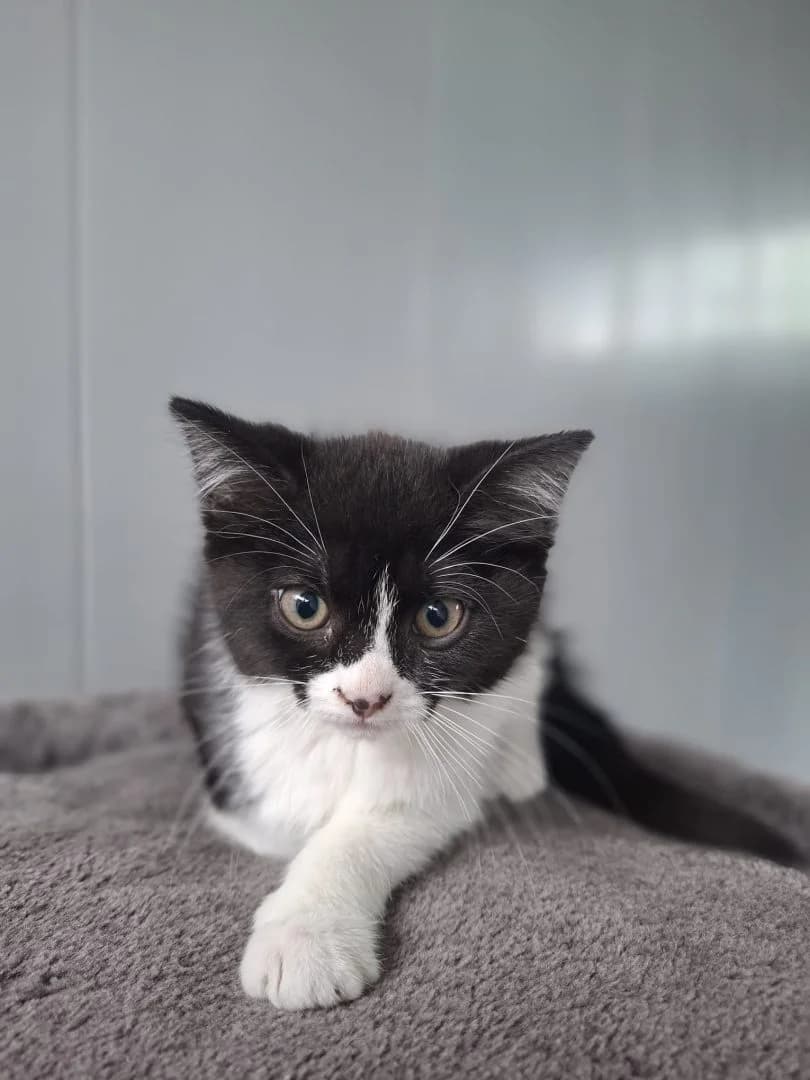 Kittens ter adoptie, /  European Shorthair for adoption at Dierenasiel Sint-Hubertus, Aalst