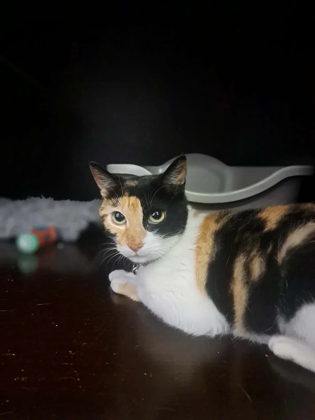 Debby, lapjes female 6yo European Shorthair for adoption at Dierenasiel Sint-Hubertus, Aalst