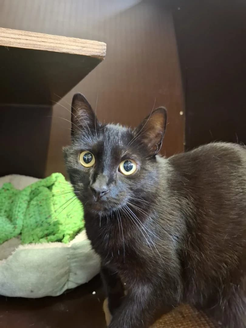 Blacky, zwart male young European Shorthair for adoption at Dierenasiel Sint-Hubertus, Aalst