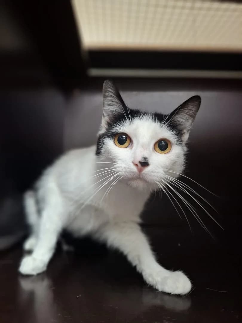 Lily, wit-zwart female young European Shorthair for adoption at Dierenasiel Sint-Hubertus, Aalst