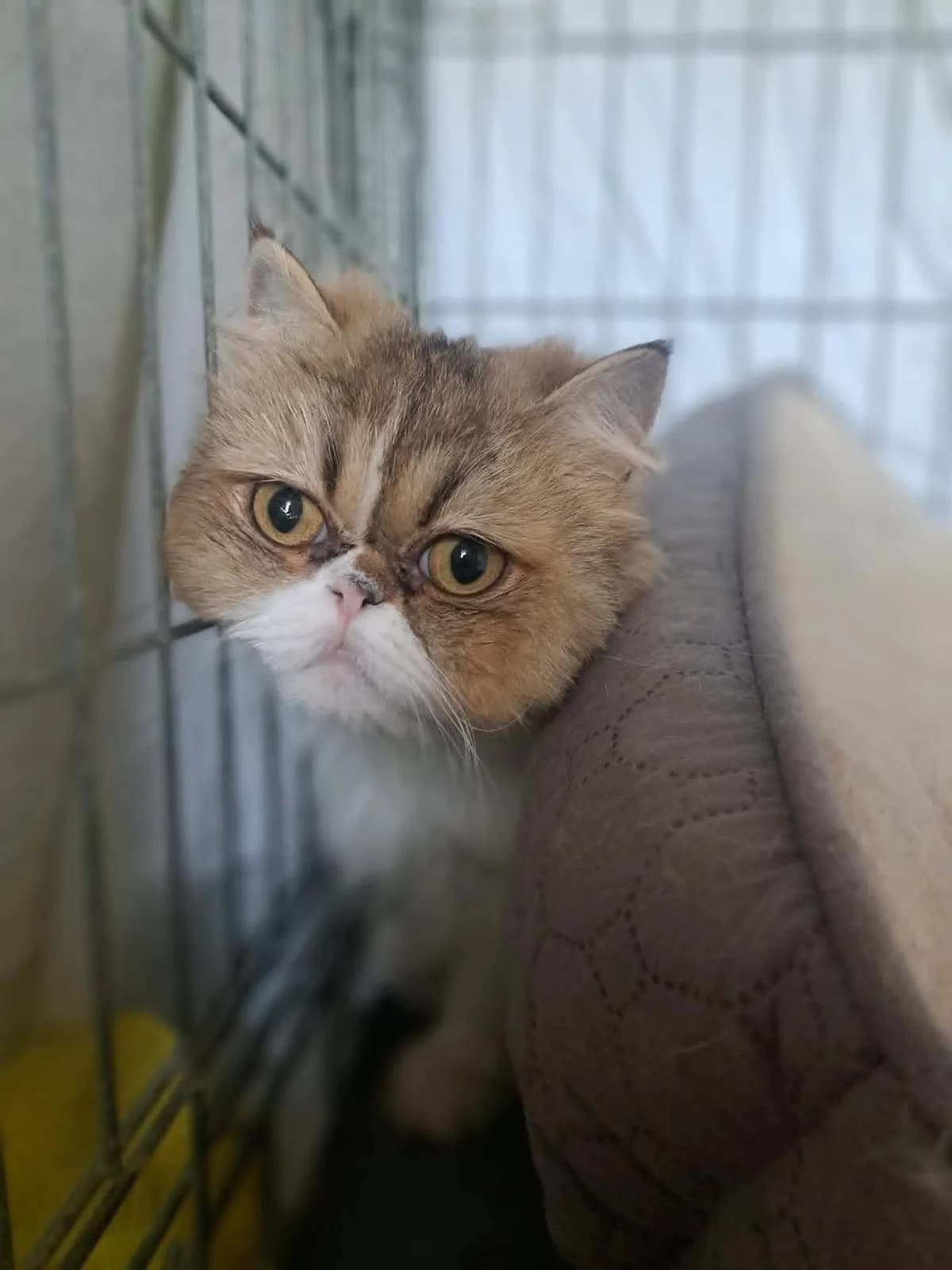 Fleur, getijgerd-wit female young Persian for adoption at Dierenasiel Sint-Hubertus, Aalst