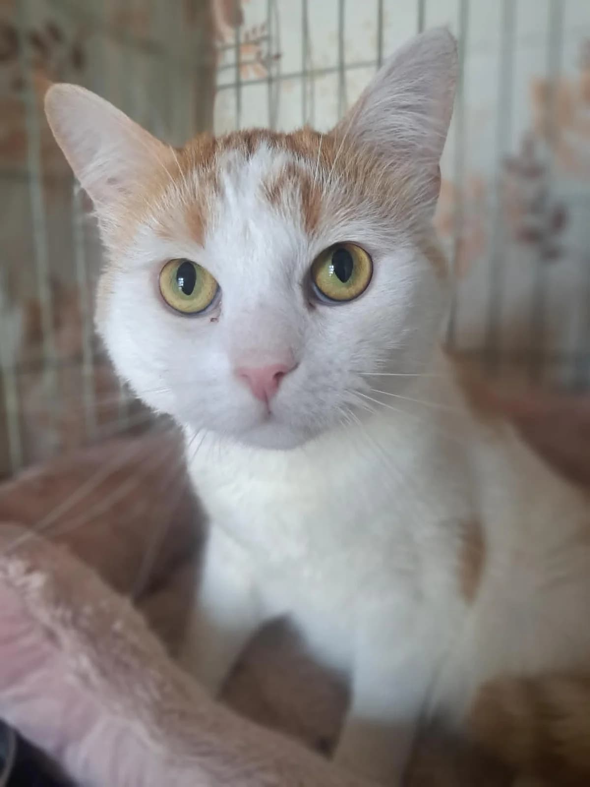 Mario, vos-wit male young European Shorthair for adoption at Dierenasiel Sint-Hubertus, Aalst