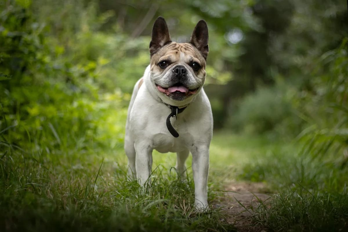 Louis, wit-bruin male senior English Bulldog for adoption at Dierenasiel Sint-Hubertus, Aalst