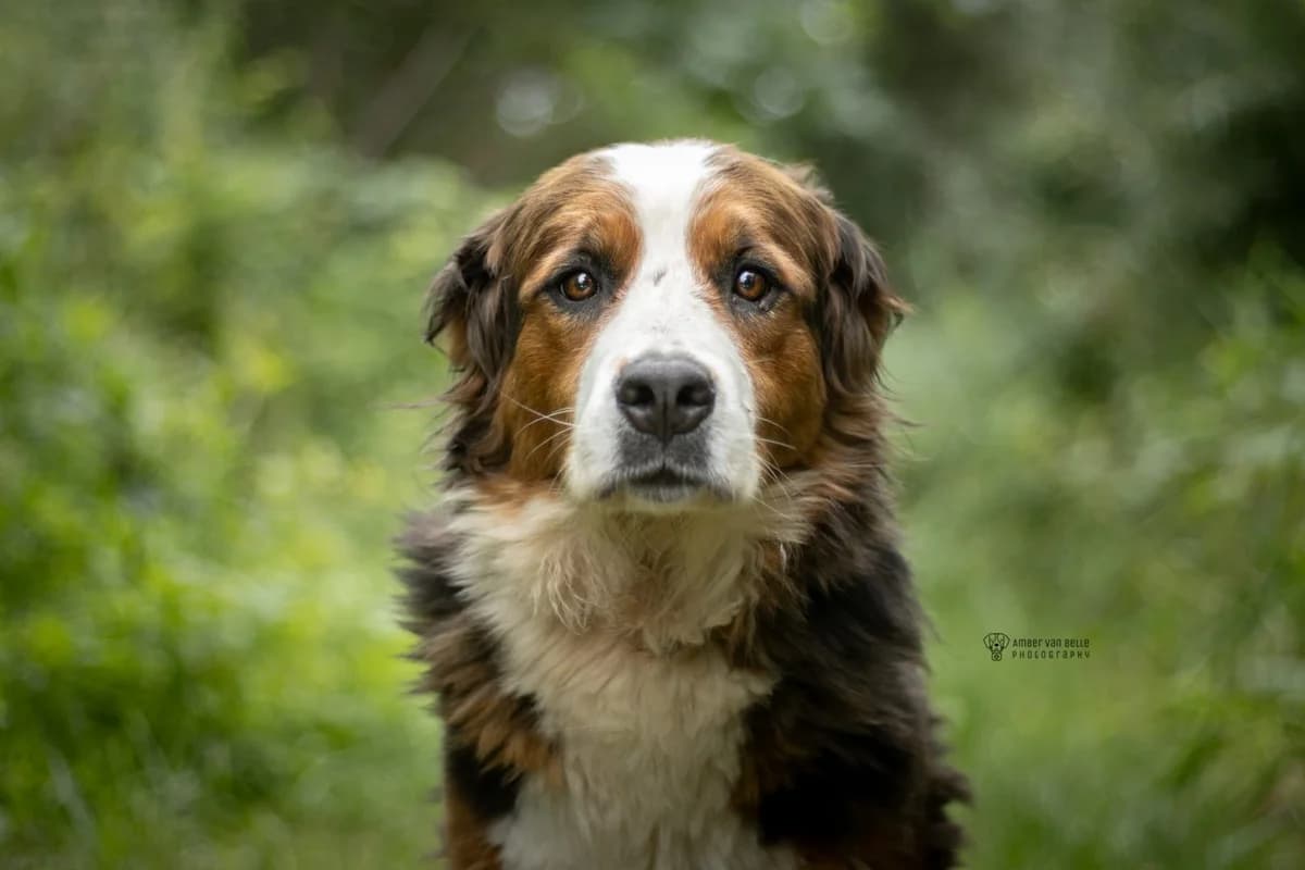 Nala, tricolor female 4yo Bernese Mountain Dog for adoption at Dierenasiel Sint-Hubertus, Aalst