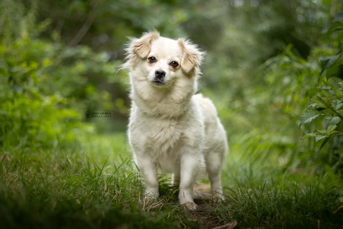 Chupa, blond female young mixed breed for adoption at Dierenasiel Sint-Hubertus, Aalst