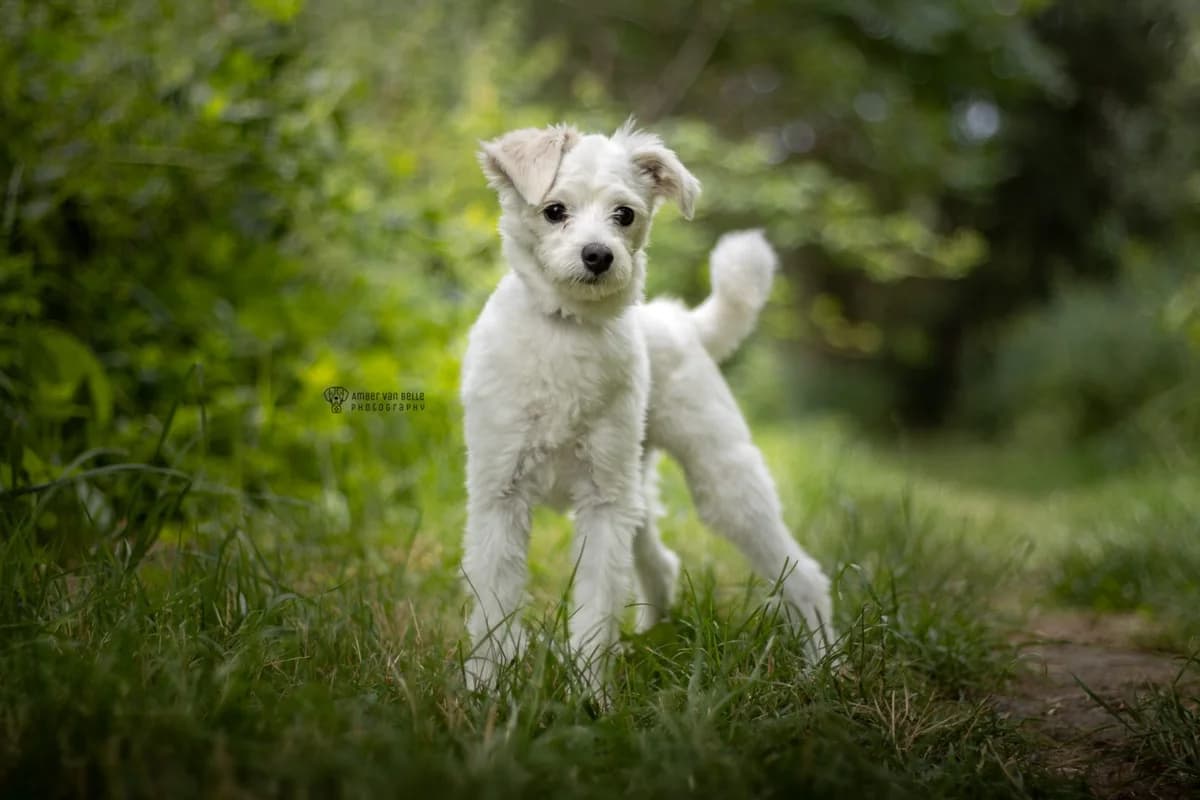 Simba, Wit male young mixed breed for adoption at Dierenasiel Sint-Hubertus, Aalst